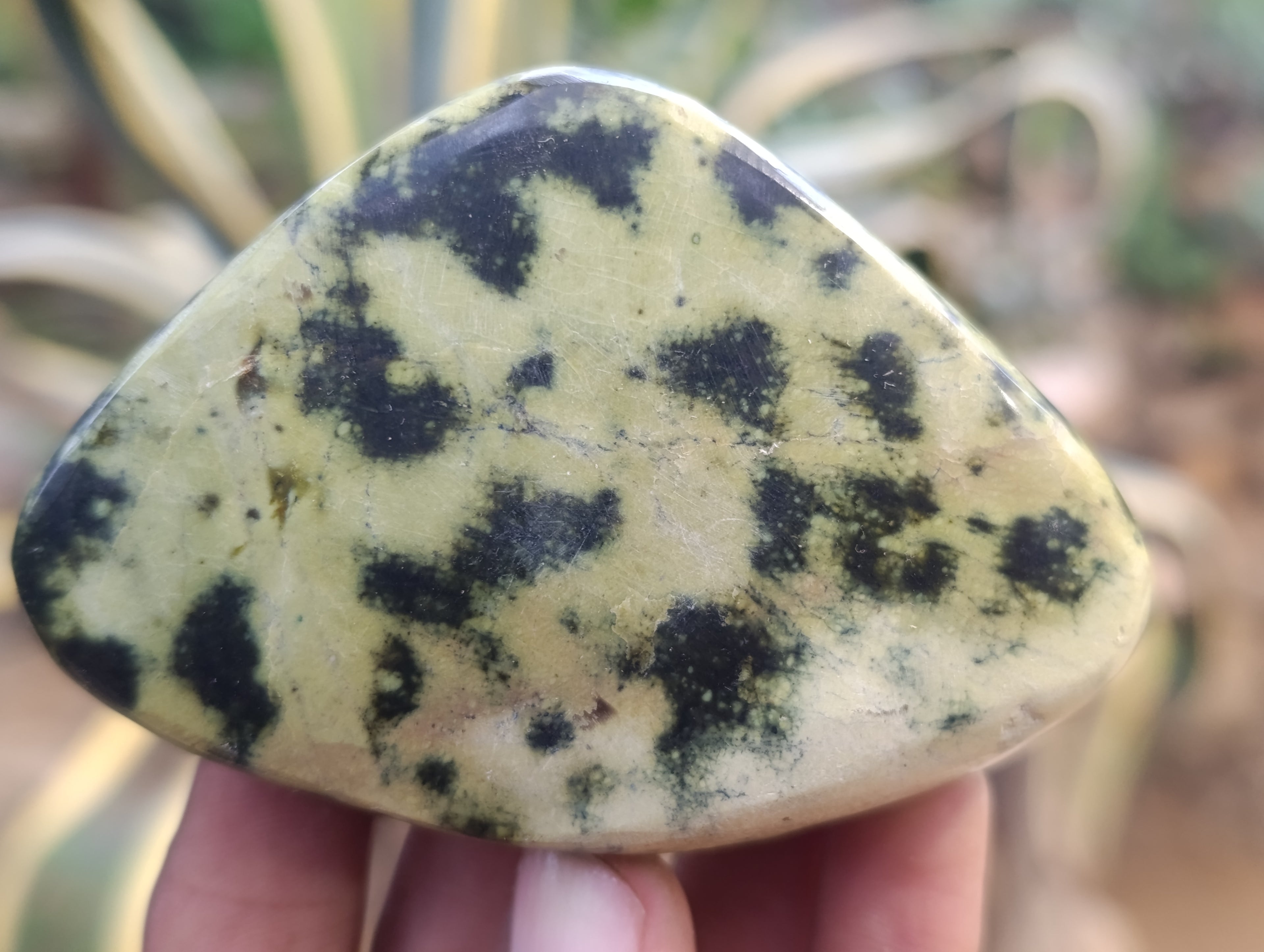 Polished Leopard Stone Free Forms x 6 From Zimbabwe - Toprock Gemstones and Minerals 