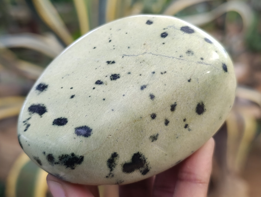 Polished Leopard Stone Free Forms x 6 From Zimbabwe - Toprock Gemstones and Minerals 