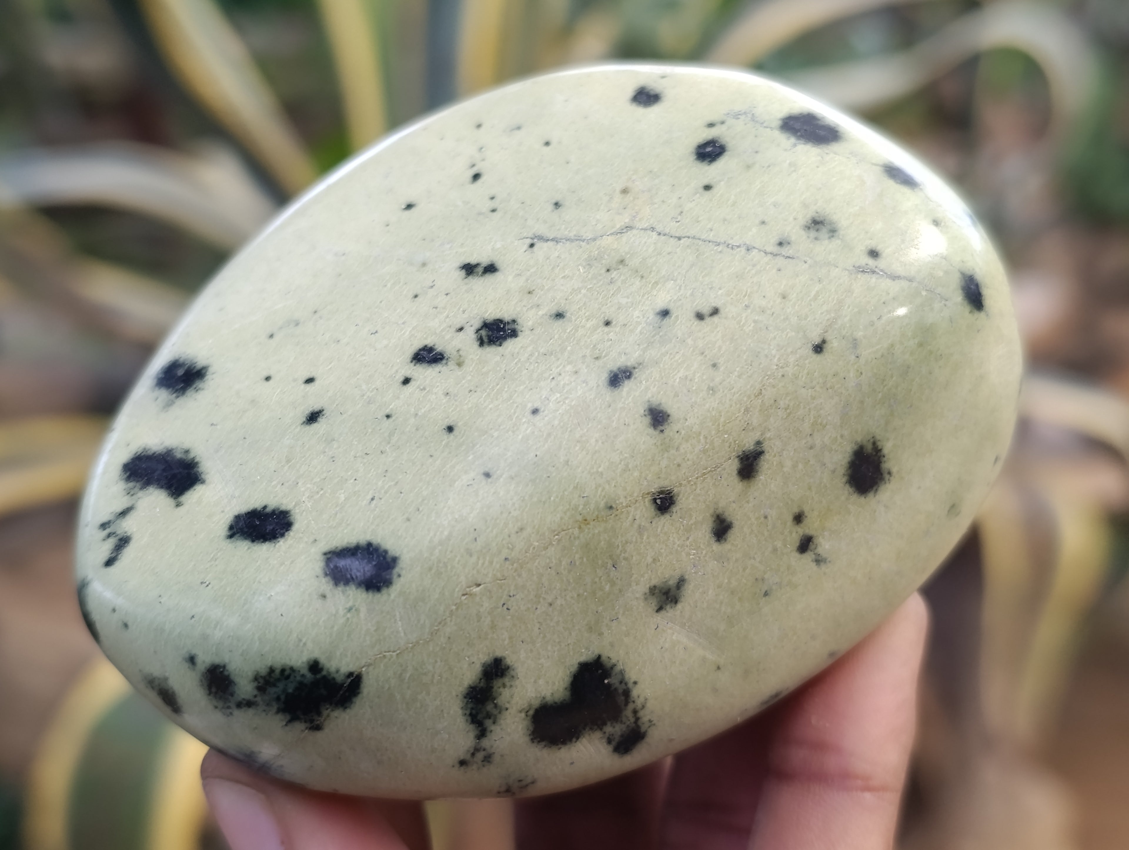 Polished Leopard Stone Free Forms x 6 From Zimbabwe - Toprock Gemstones and Minerals 