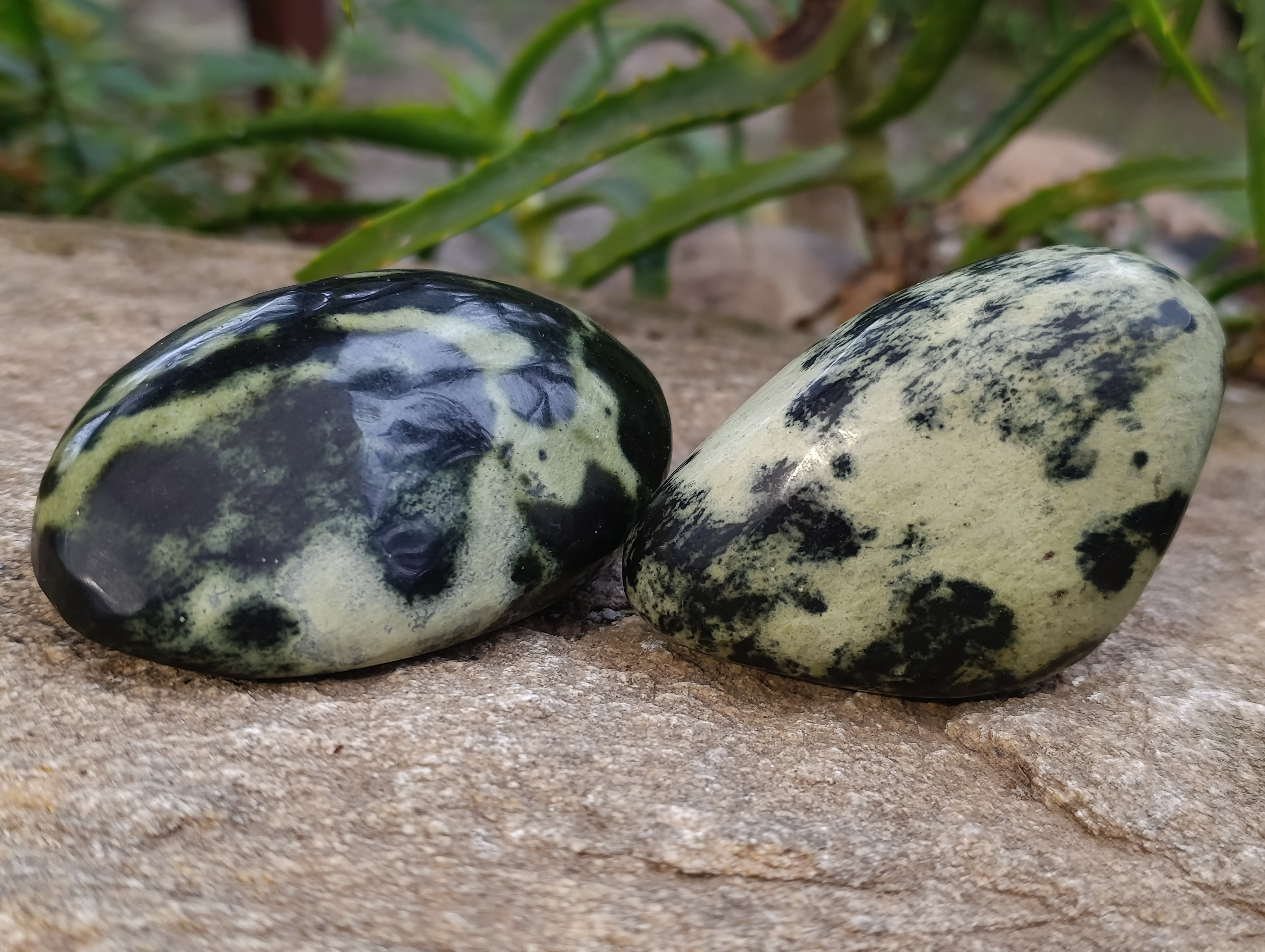 Polished Leopard Stone Free Forms x 6 From Zimbabwe - Toprock Gemstones and Minerals 