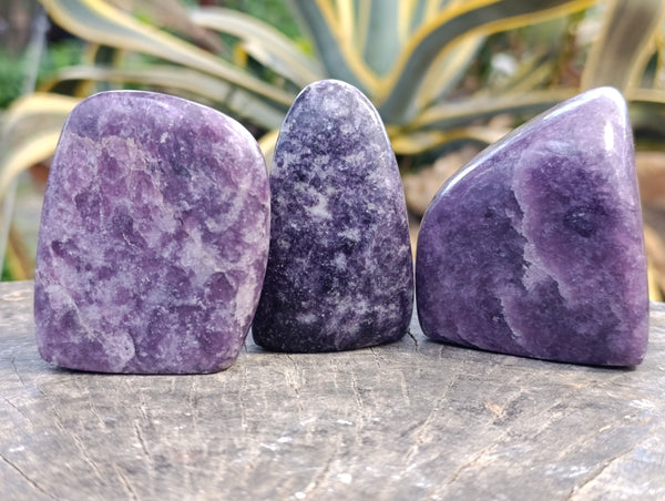 Polished Lepidolite Free Forms x 6 From Zimbabwe