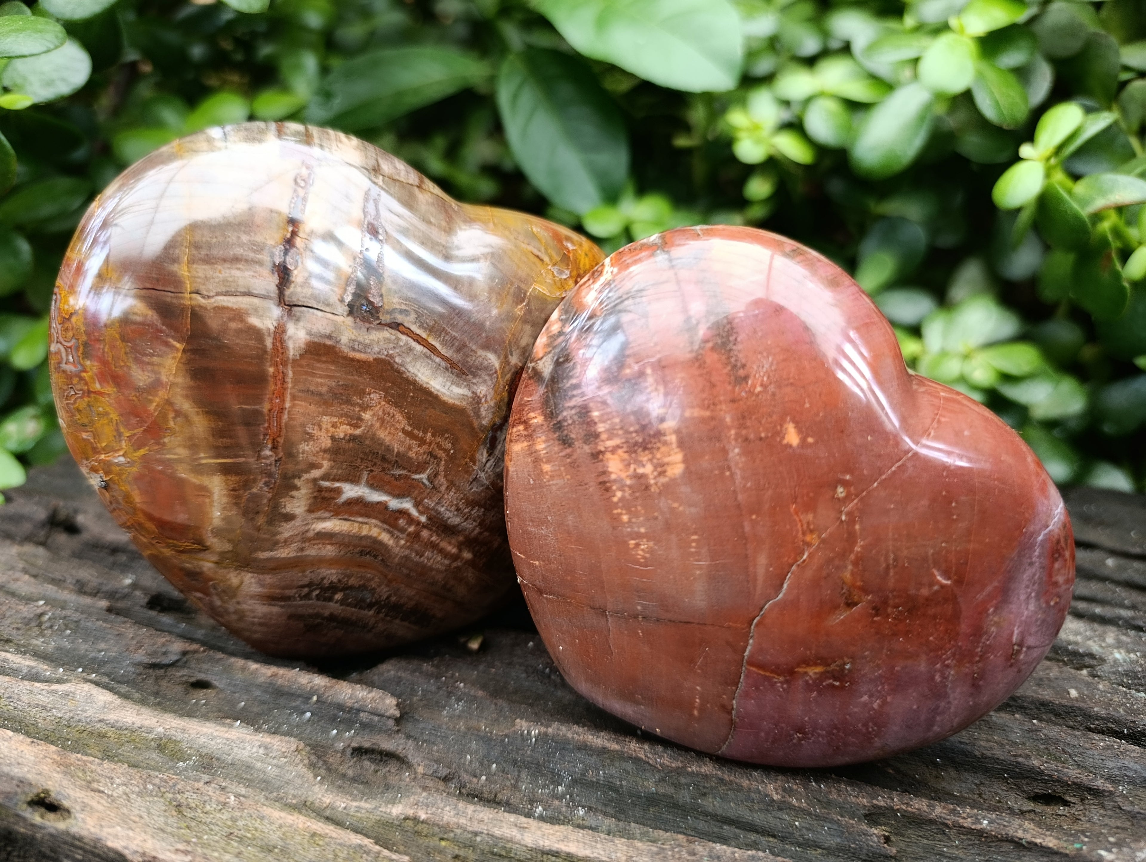 Polished Podocarpus Petrified Wood Hearts x 3 From Mahajanga, Madagascar - Toprock Gemstones and Minerals 