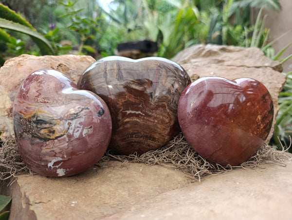 Polished Podocarpus Petrified Wood Hearts x 3 From Mahajanga, Madagascar