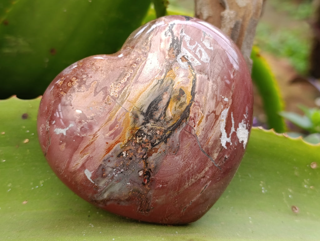 Polished Podocarpus Petrified Wood Hearts x 3 From Mahajanga, Madagascar - Toprock Gemstones and Minerals 