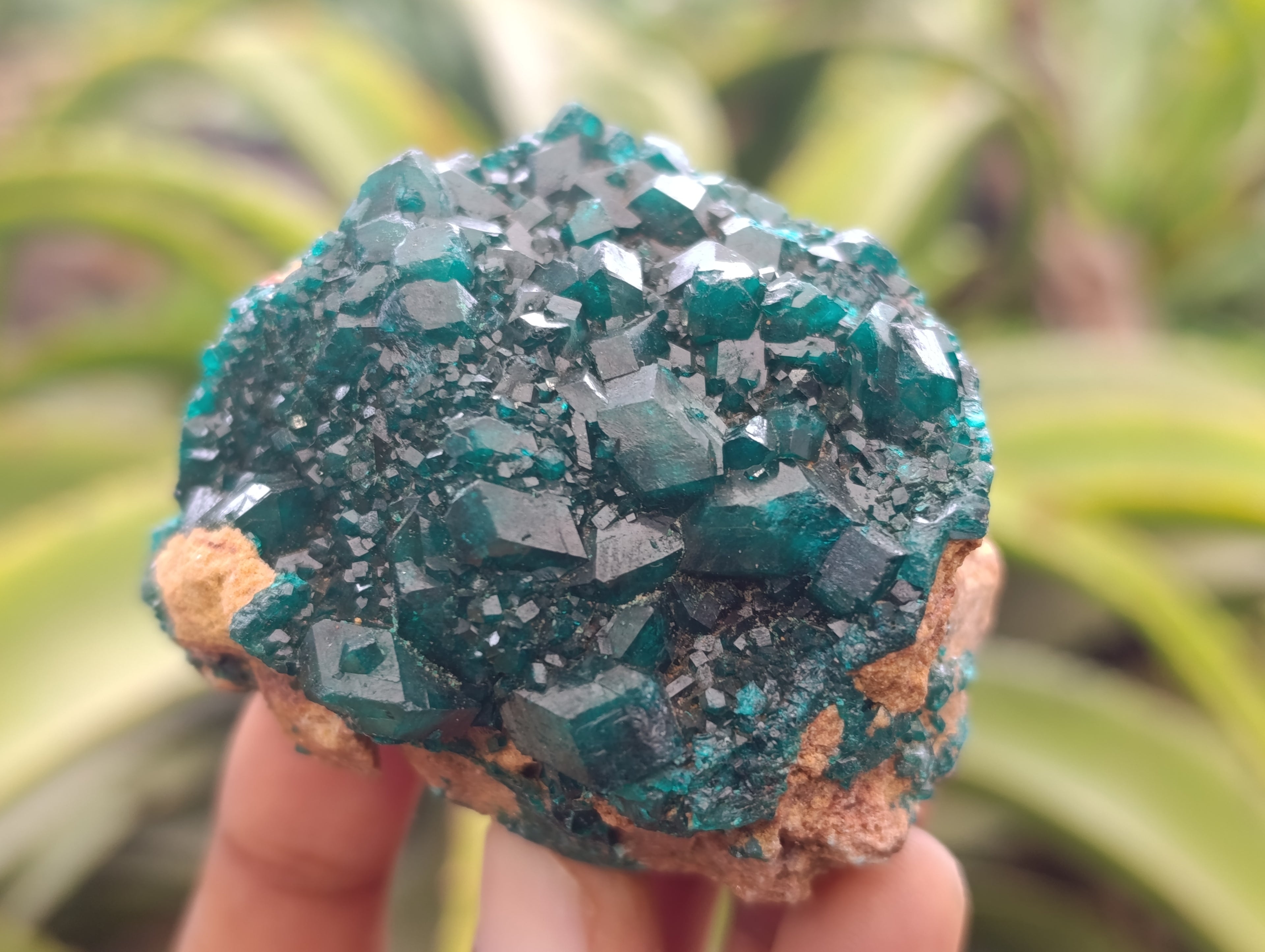 Natural Dioptase On Dolomite Specimens x 6 From Likasi, Congo - Toprock Gemstones and Minerals 