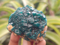 Natural Dioptase On Dolomite Specimens x 6 From Likasi, Congo