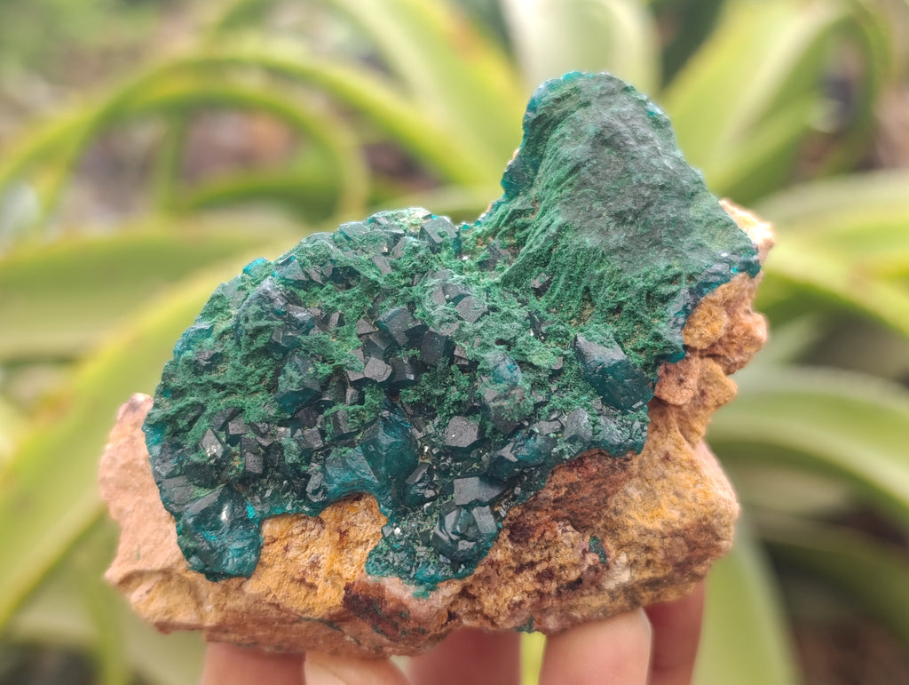 Natural Dioptase On Dolomite Specimens x 6 From Likasi, Congo - Toprock Gemstones and Minerals 