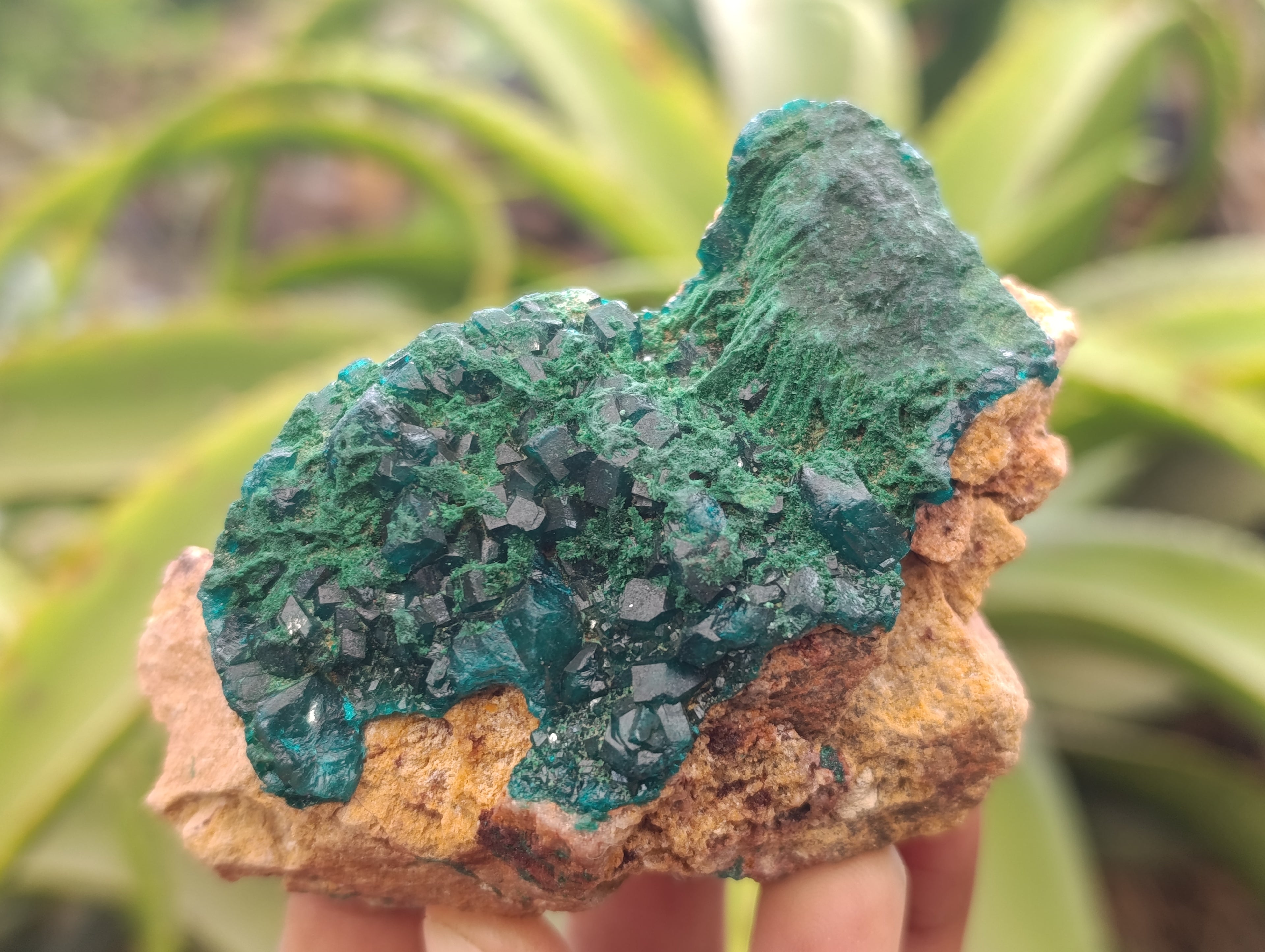 Natural Dioptase On Dolomite Specimens x 6 From Likasi, Congo - Toprock Gemstones and Minerals 