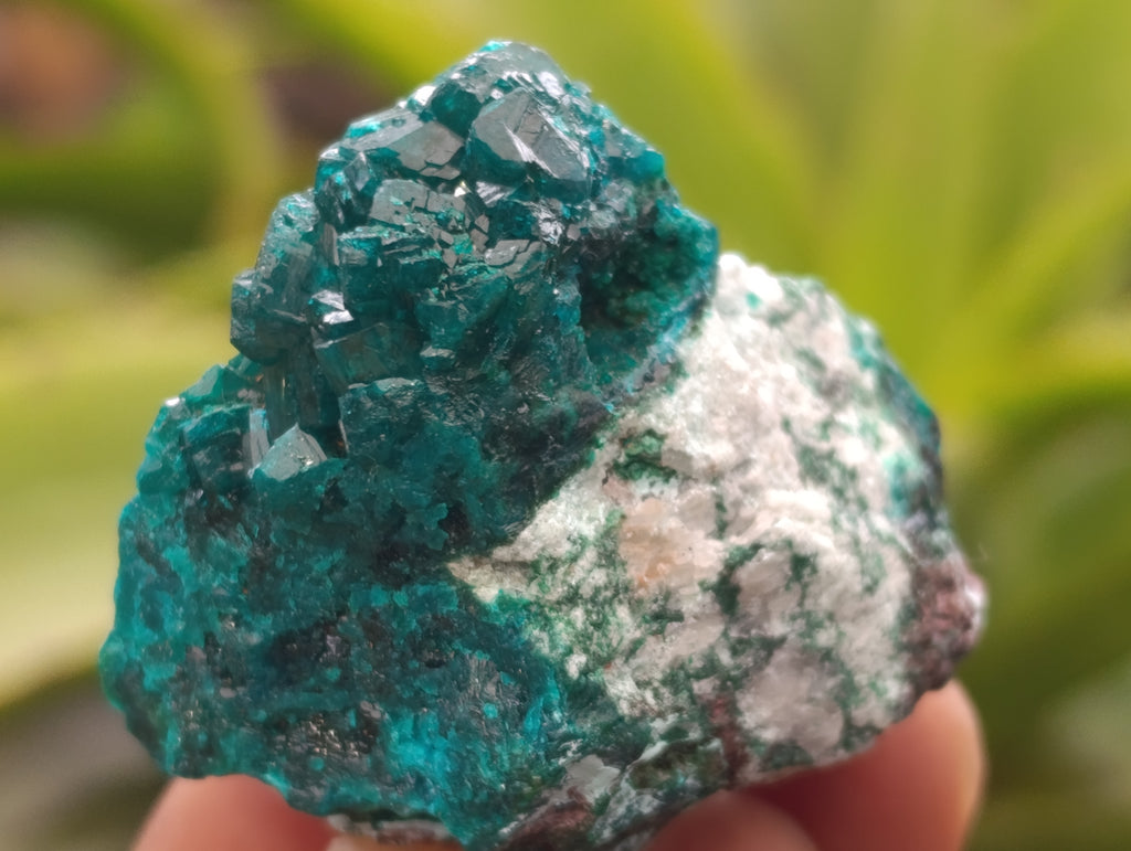 Natural Dioptase On Dolomite Specimens x 6 From Likasi, Congo - Toprock Gemstones and Minerals 