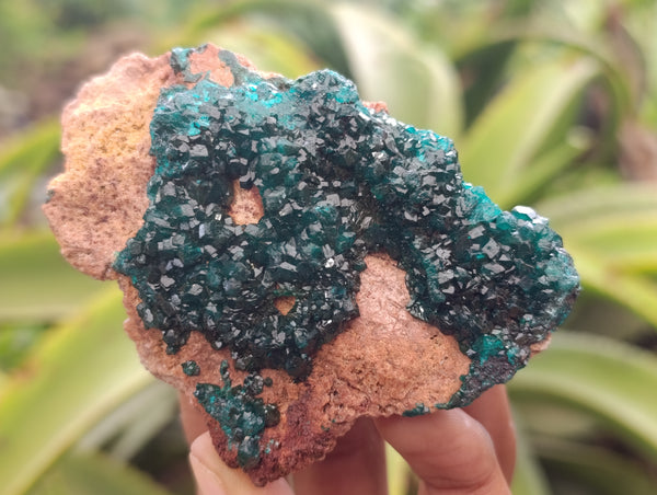 Natural Dioptase On Dolomite Specimens x 6 From Likasi, Congo