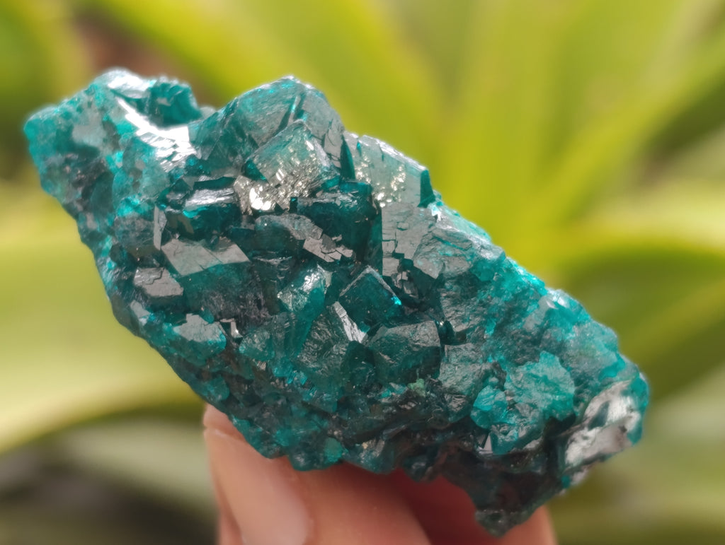 Natural Dioptase On Dolomite Specimens x 6 From Likasi, Congo - Toprock Gemstones and Minerals 