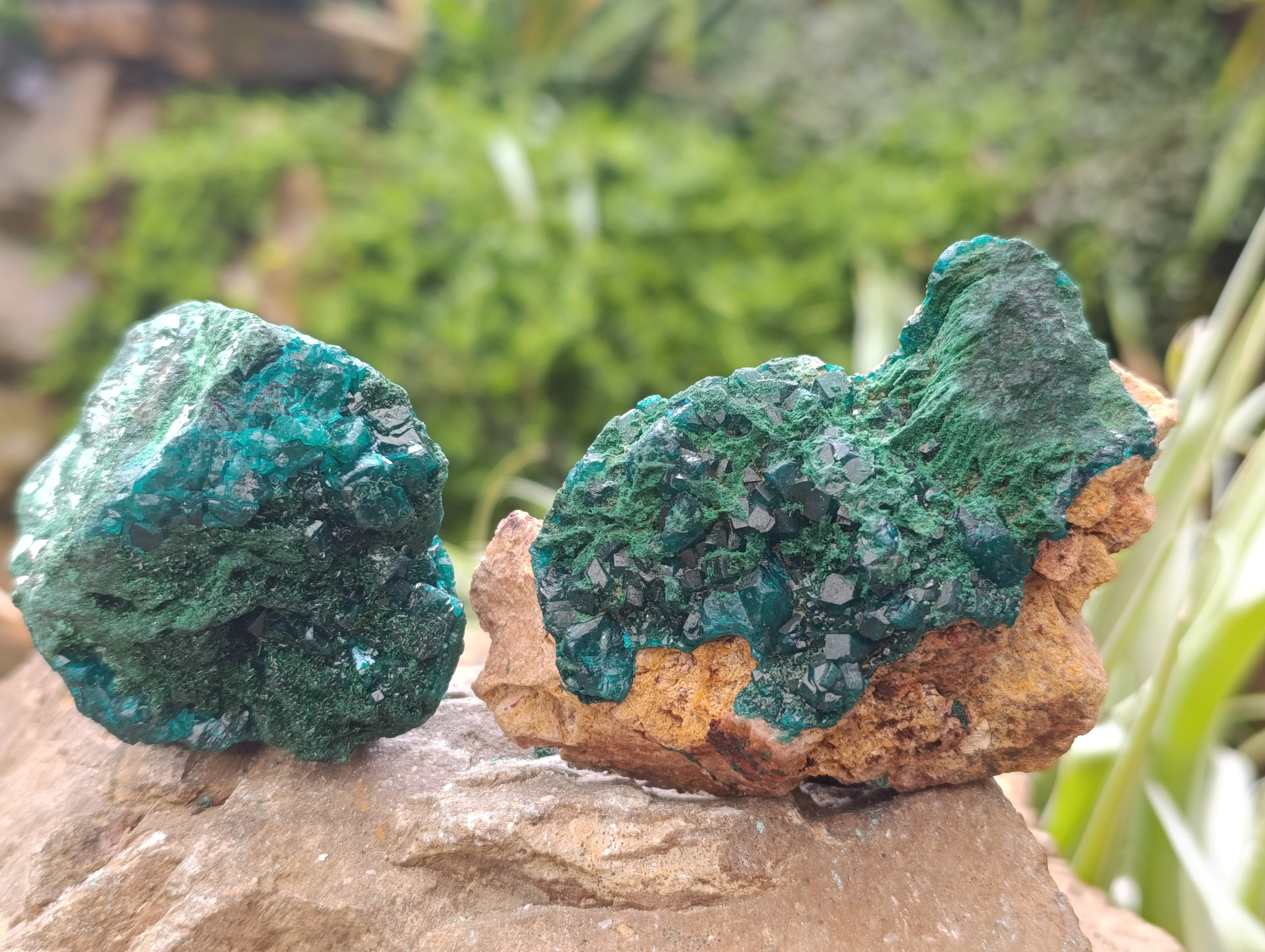 Natural Dioptase On Dolomite Specimens x 6 From Likasi, Congo - Toprock Gemstones and Minerals 