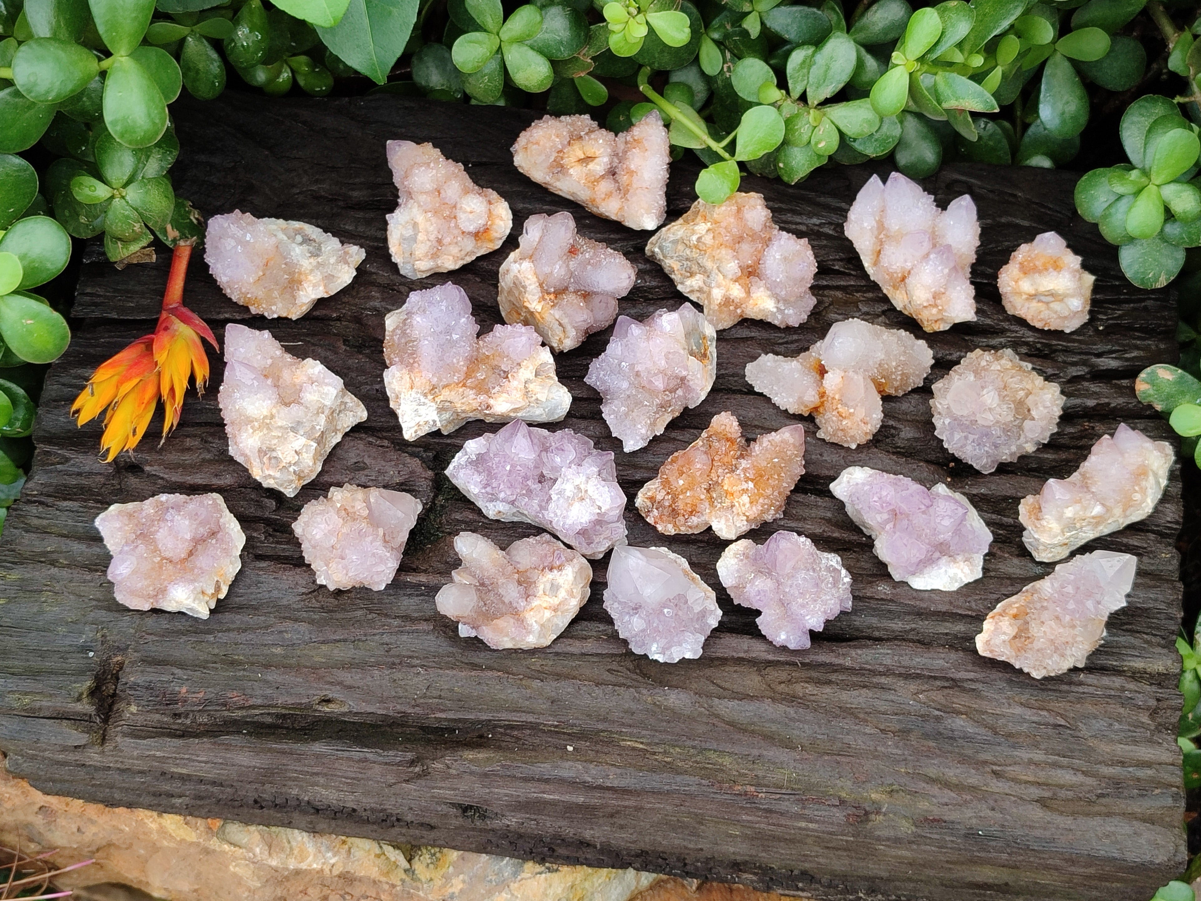 Natural Amethyst Spirit Quartz Clusters x 35 From Boekenhouthoek, South Africa - Toprock Gemstones and Minerals 