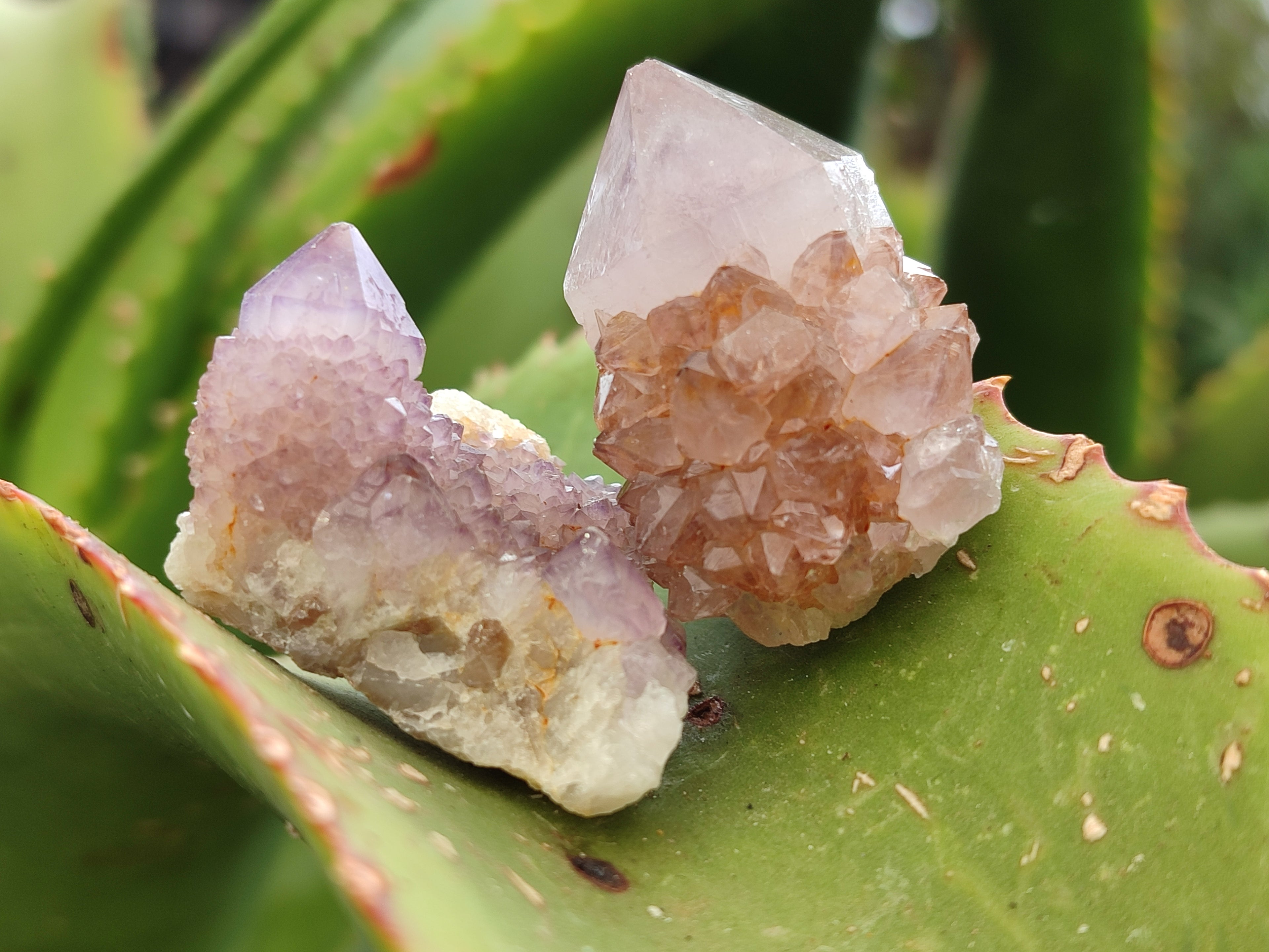 Natural Amethyst Spirit Quartz Clusters x 35 From Boekenhouthoek, South Africa - Toprock Gemstones and Minerals 