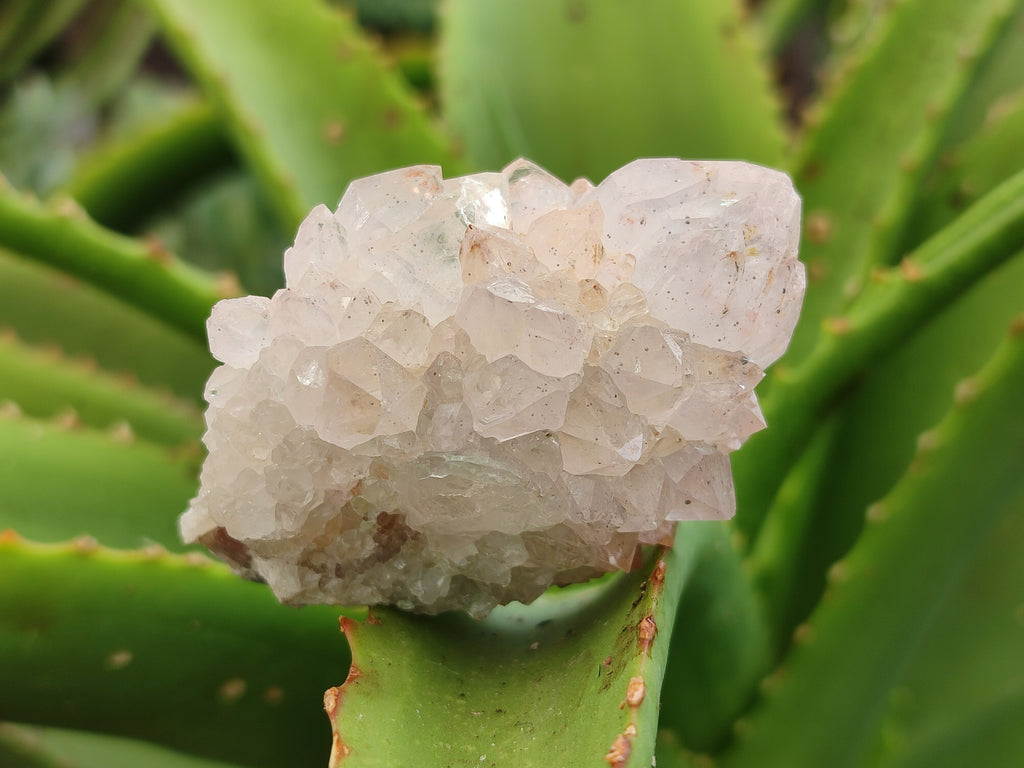 Natural Amethyst Spirit Quartz Clusters x 12 From Boekenhouthoek, South Africa - Toprock Gemstones and Minerals 