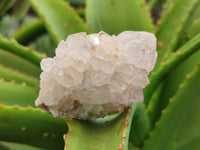 Natural Amethyst Spirit Quartz Clusters x 12 From Boekenhouthoek, South Africa