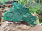 Natural Botryoidal Malachite Specimens x 6 From Tenke Fungurume, Congo - Toprock Gemstones and Minerals 