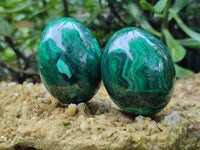 Polished Flower Banded Malachite Eggs x 5 From Congo