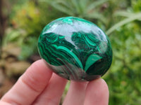 Polished Flower Banded Malachite Eggs x 5 From Congo