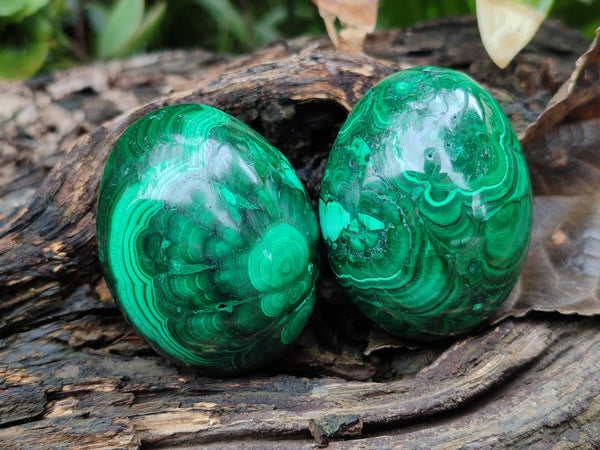 Polished Flower Banded Malachite Eggs x 5 From Congo