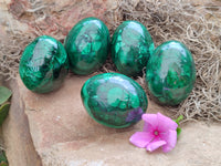 Polished Flower Banded Malachite Eggs x 5 From Congo