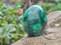 Polished Flower Banded Malachite Eggs x 5 From Congo