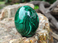 Polished Flower Banded Malachite Eggs x 5 From Congo