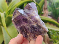 Natural Dark and Chevron Amethyst Clusters x 12 From Mapatizya, Zambia