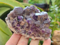 Natural Dark and Chevron Amethyst Clusters x 12 From Mapatizya, Zambia