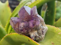 Natural Dark and Chevron Amethyst Clusters x 12 From Mapatizya, Zambia