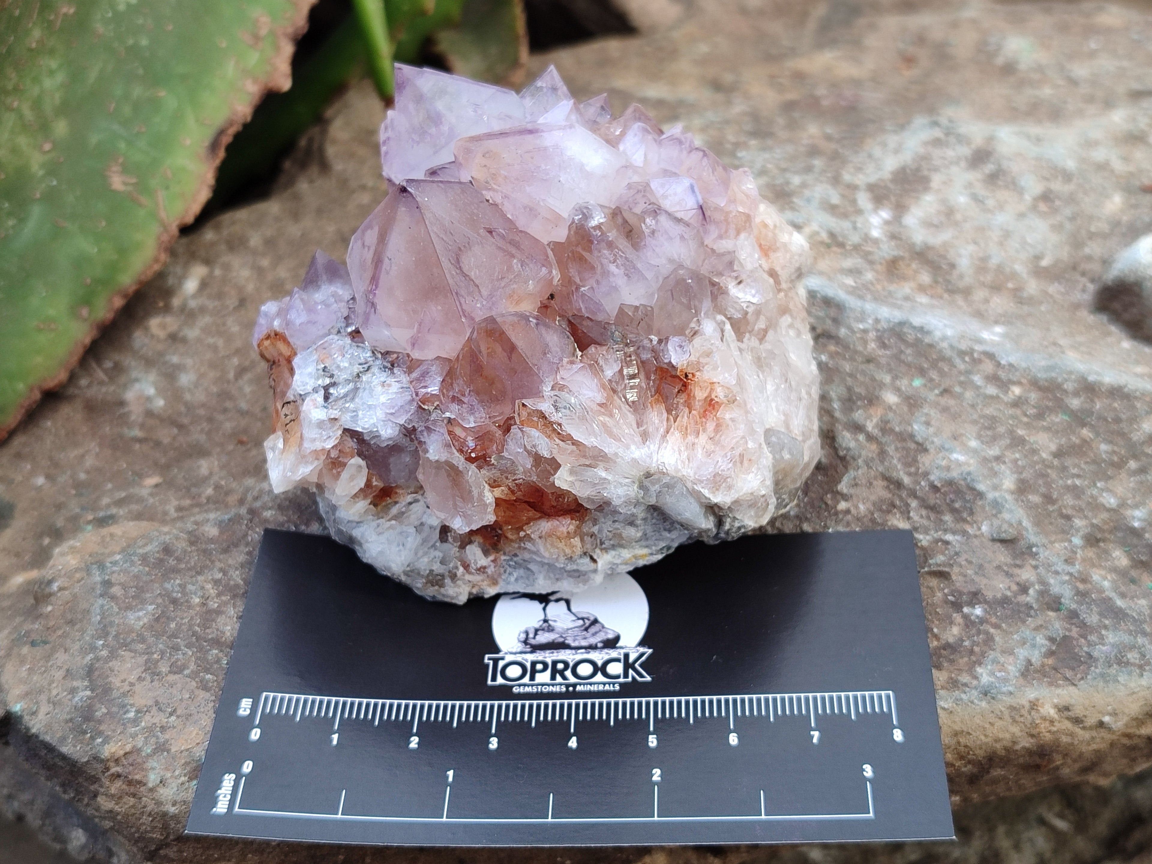 Natural Dark Amethyst Spirit Quartz Clusters x 6 From Boekenhouthoek, South Africa - Toprock Gemstones and Minerals 