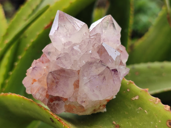 Natural Dark Amethyst Spirit Quartz Clusters x 6 From Boekenhouthoek, South Africa - Toprock Gemstones and Minerals 