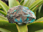 Natural Shattuckite with Chrysocolla Cobbed Specimens x 12 From Kaokoveld, Namibia - Toprock Gemstones and Minerals 