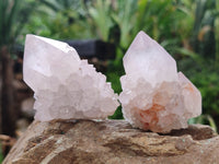 Natural Amethyst Cactus Spirit Quartz Clusters x 12 From Boekenhouthoek, South Africa