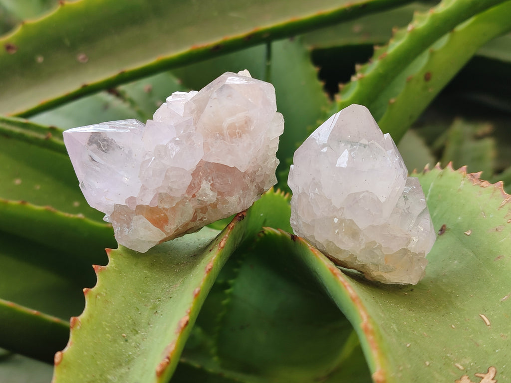 Natural Amethyst Cactus Spirit Quartz Clusters x 12 From Boekenhouthoek, South Africa - Toprock Gemstones and Minerals 