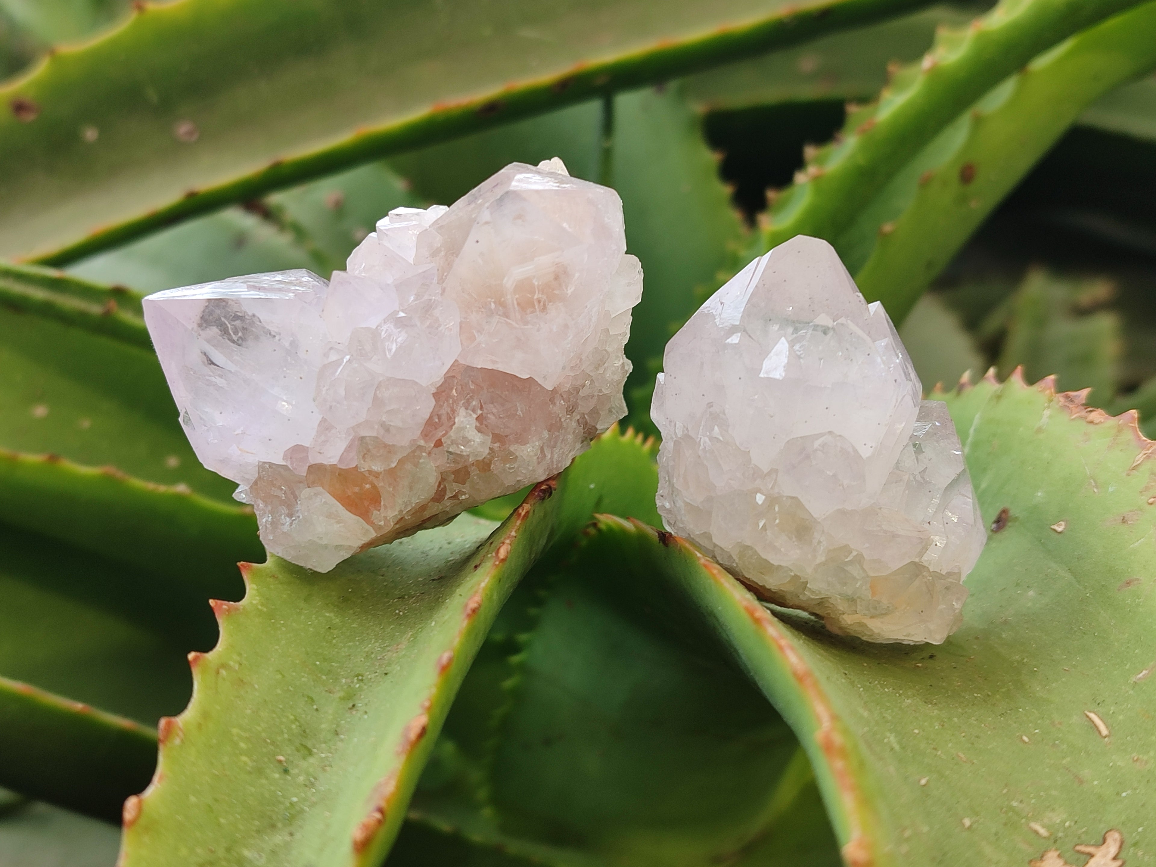 Natural Amethyst Cactus Spirit Quartz Clusters x 12 From Boekenhouthoek, South Africa - Toprock Gemstones and Minerals 