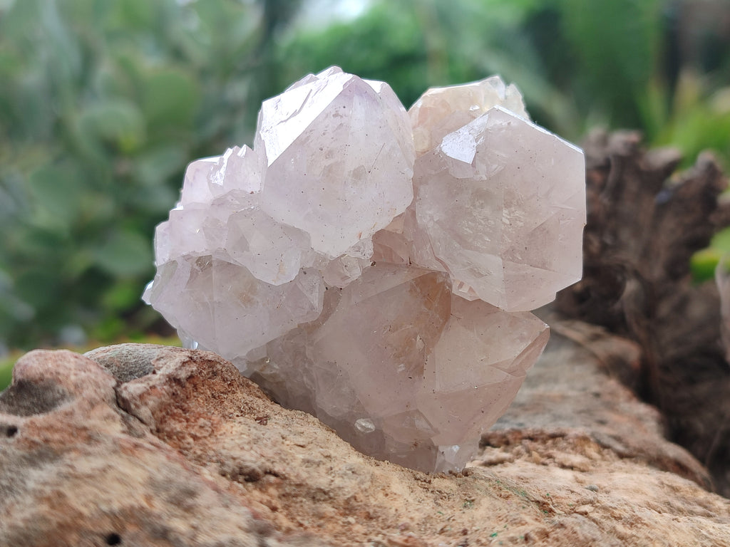 Natural Amethyst Cactus Spirit Quartz Clusters x 12 From Boekenhouthoek, South Africa - Toprock Gemstones and Minerals 