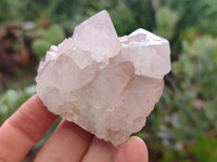 Natural Amethyst Cactus Spirit Quartz Clusters x 12 From Boekenhouthoek, South Africa