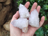 Natural Amethyst Cactus Spirit Quartz Clusters x 12 From Boekenhouthoek, South Africa