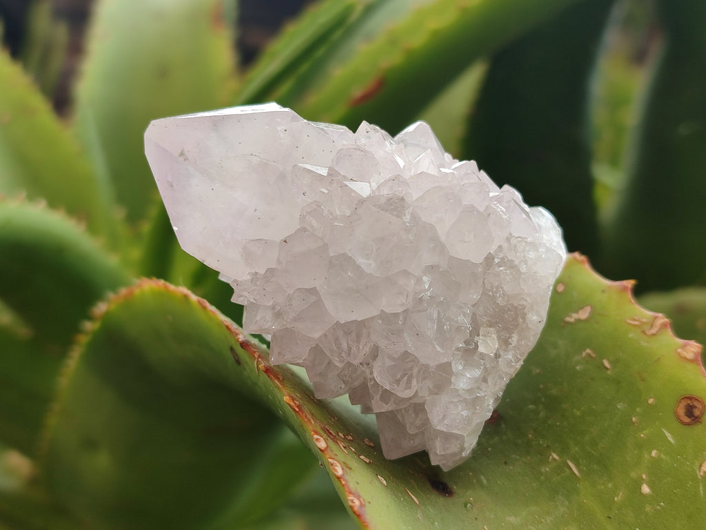 Natural Amethyst Cactus Spirit Quartz Clusters x 12 From Boekenhouthoek, South Africa - Toprock Gemstones and Minerals 