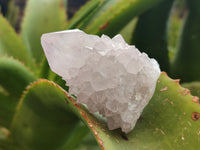 Natural Amethyst Cactus Spirit Quartz Clusters x 12 From Boekenhouthoek, South Africa