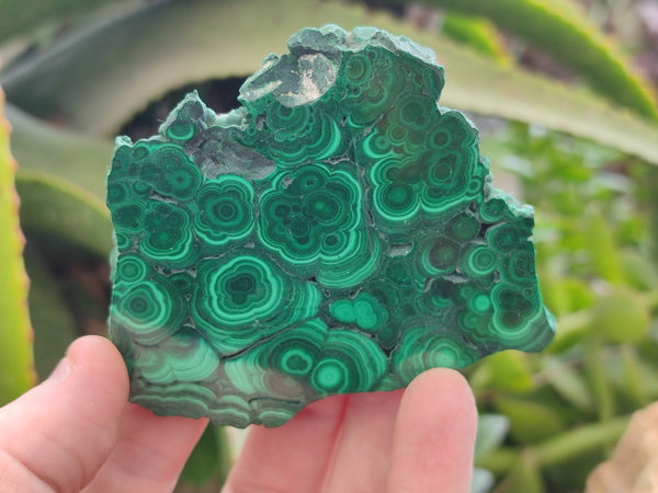 Polished Flower Banded Malachite Slices x 12 From Kalukundi Mine, Congo