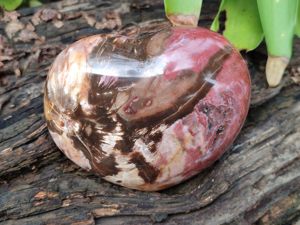 Polished Podocarpus Petrified Wood Hearts x 3 From Mahajanga, Madagascar - Toprock Gemstones and Minerals 