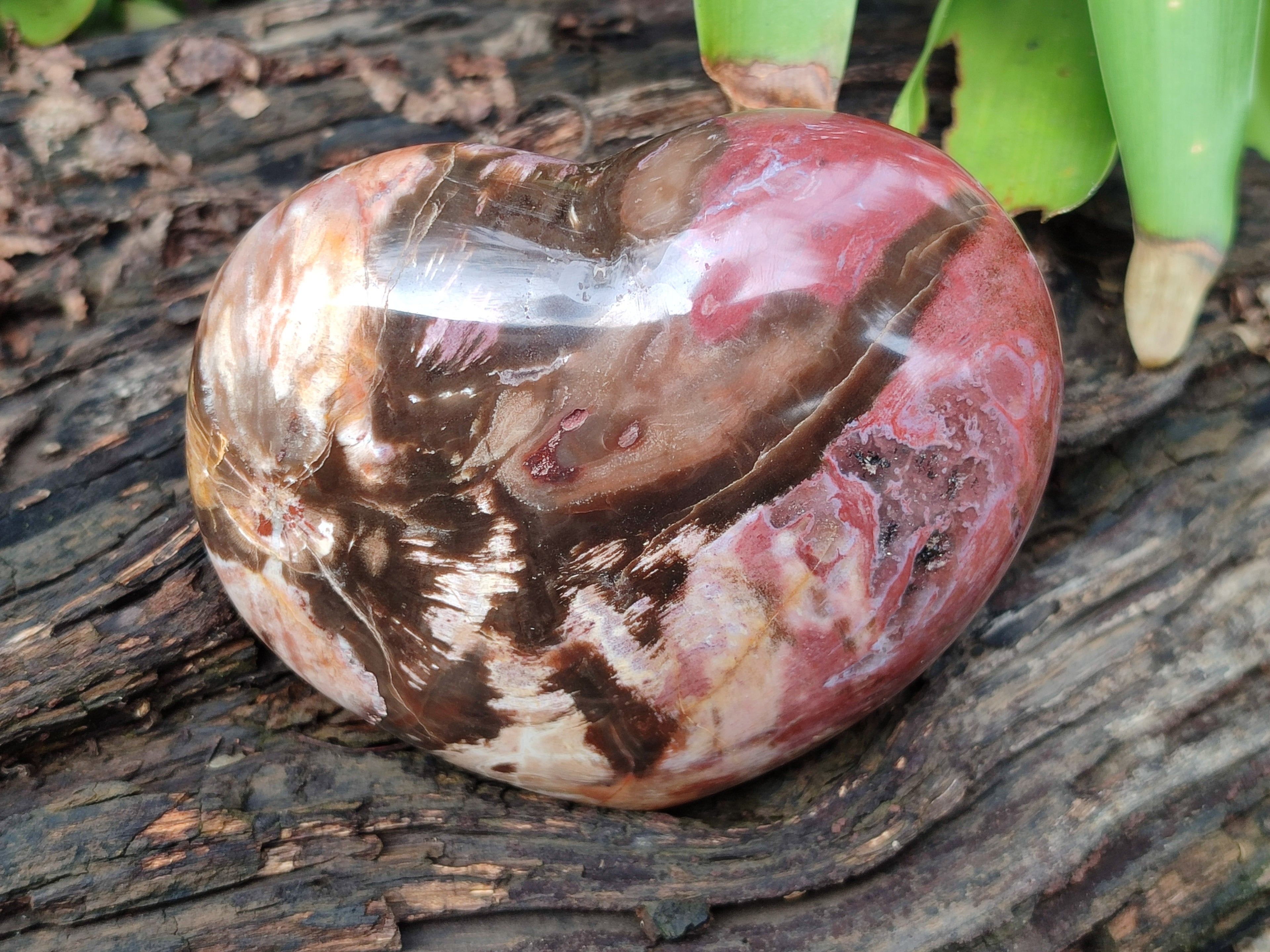 Polished Podocarpus Petrified Wood Hearts x 3 From Mahajanga, Madagascar - Toprock Gemstones and Minerals 