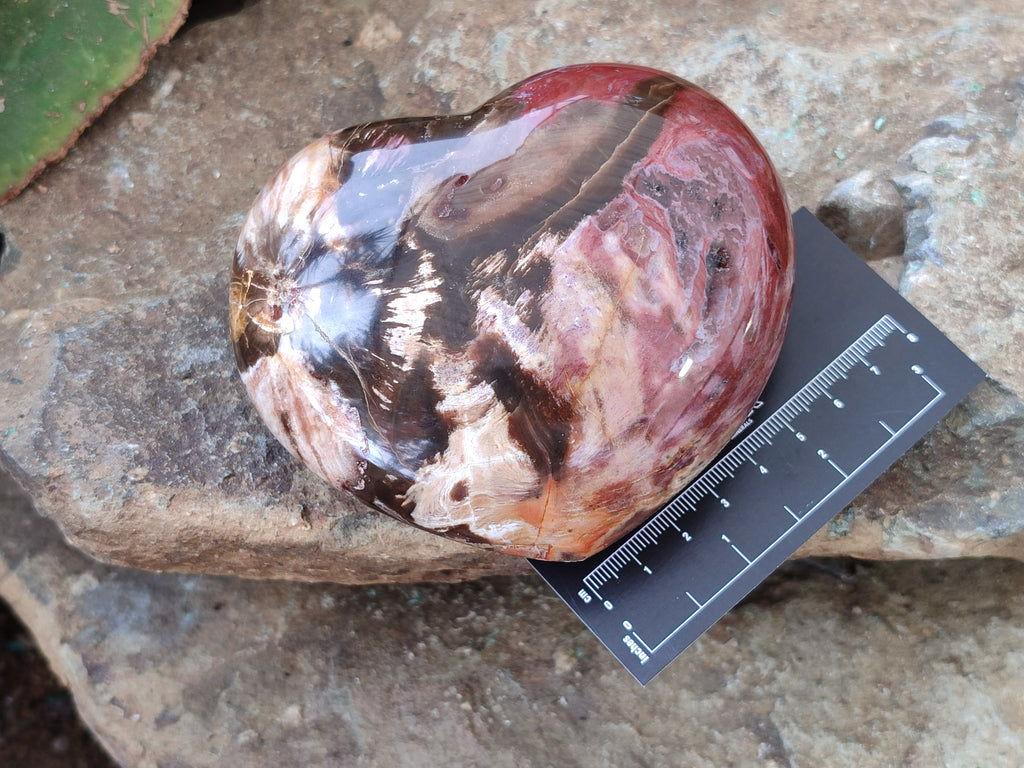 Polished Podocarpus Petrified Wood Hearts x 3 From Mahajanga, Madagascar - Toprock Gemstones and Minerals 