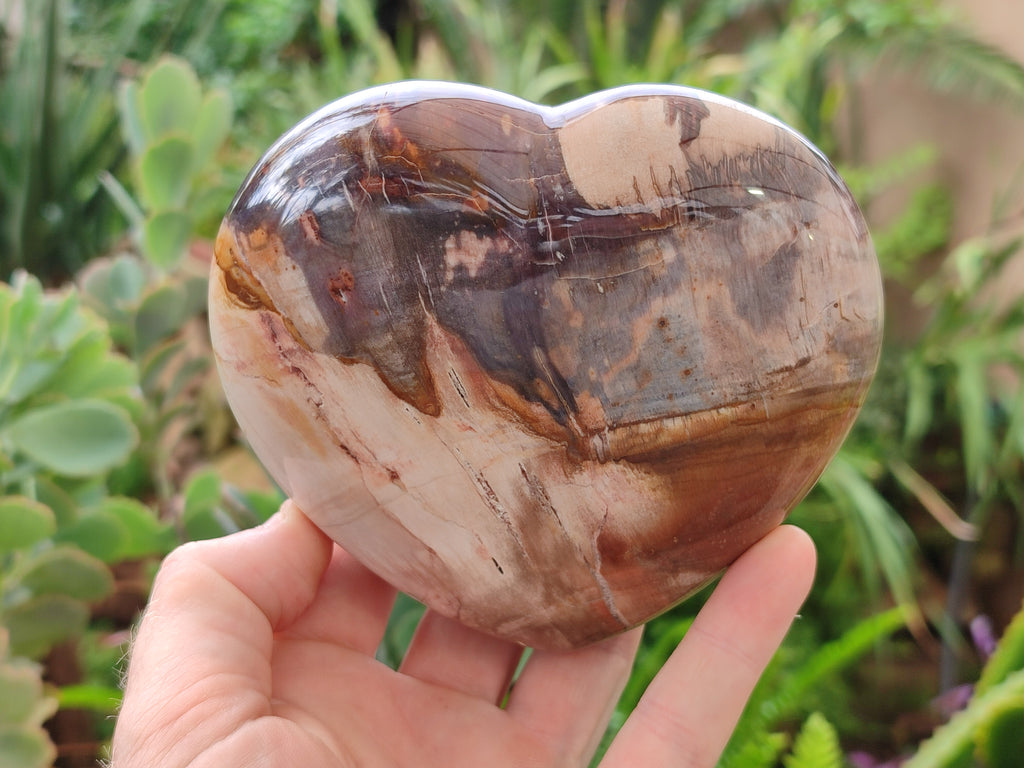 Polished Podocarpus Petrified Wood Hearts x 3 From Mahajanga, Madagascar - Toprock Gemstones and Minerals 