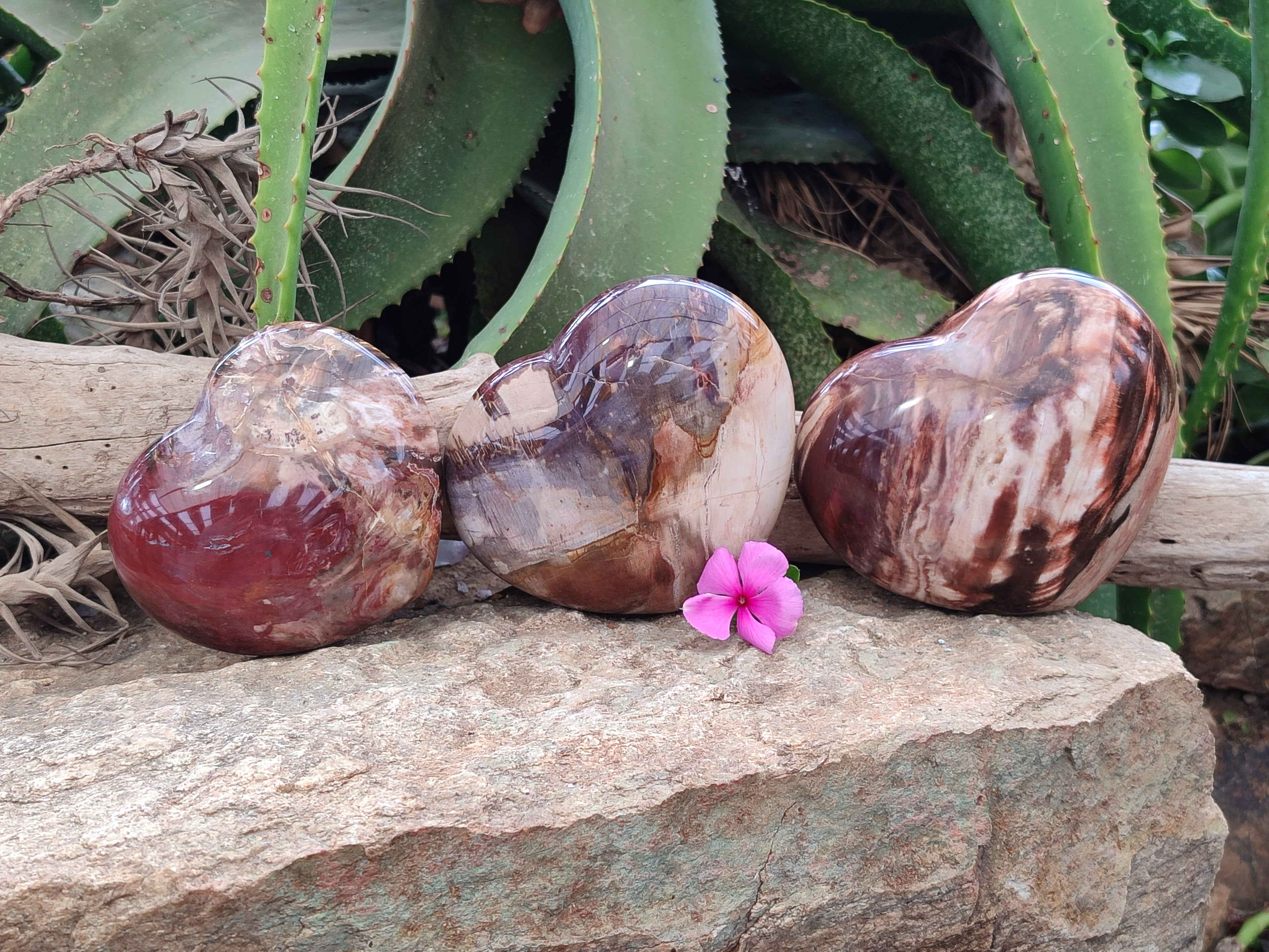Polished Podocarpus Petrified Wood Hearts x 3 From Mahajanga, Madagascar - Toprock Gemstones and Minerals 