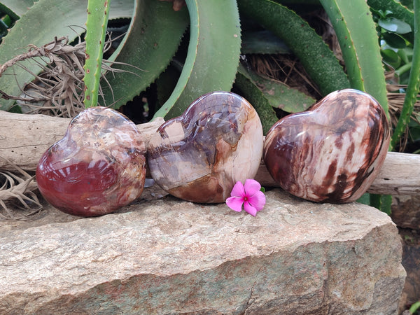 Polished Podocarpus Petrified Wood Hearts x 3 From Mahajanga, Madagascar