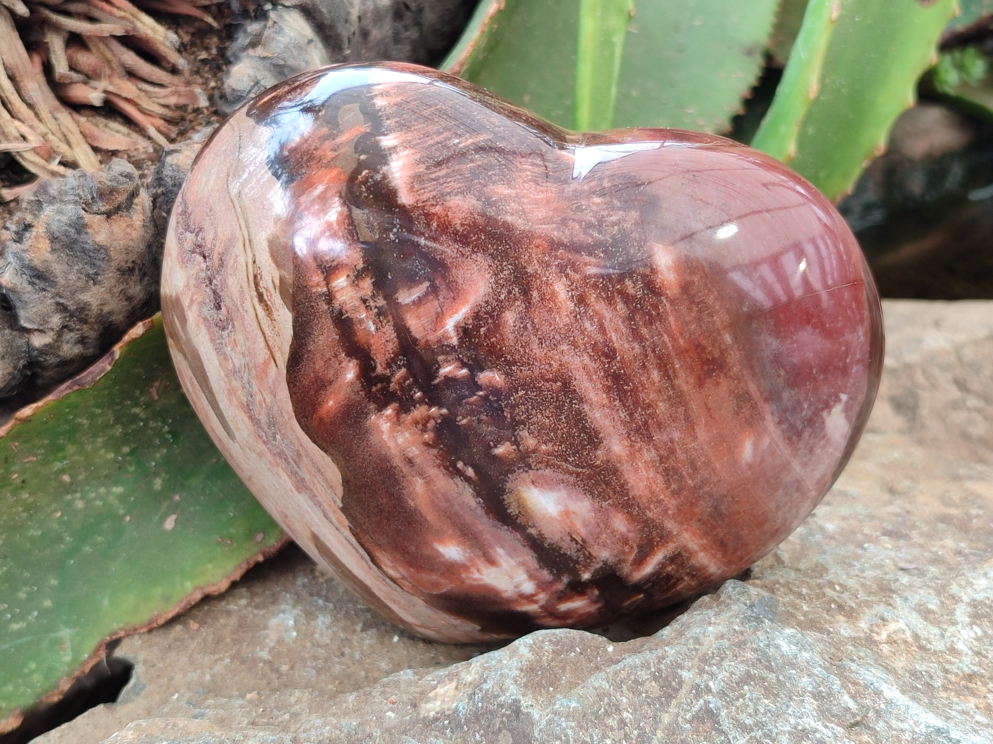 Polished Podocarpus Petrified Wood Hearts x 3 From Mahajanga, Madagascar - Toprock Gemstones and Minerals 