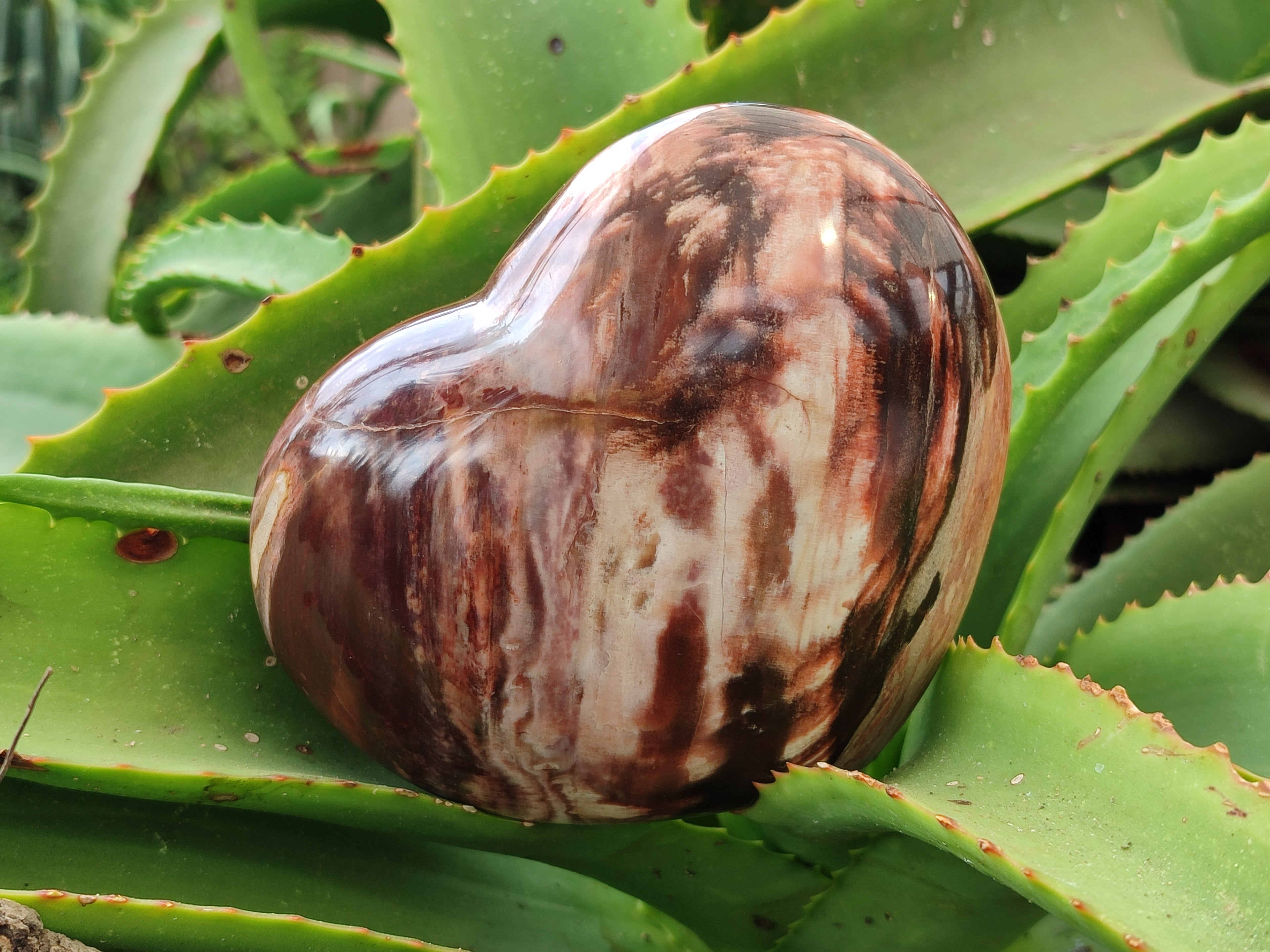 Polished Podocarpus Petrified Wood Hearts x 3 From Mahajanga, Madagascar - Toprock Gemstones and Minerals 